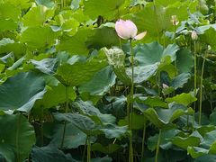 -四川大学(华西校区)