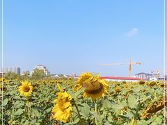 -映月湖中央公园