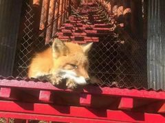 -宫城藏王狐狸村