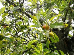 -艾溪湖湿地公园