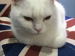 -喵的天空名猫咖啡馆·撸猫·猫舍·用品