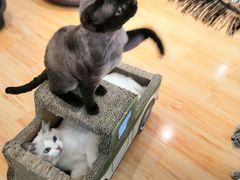 -momokira米努特·德文卷毛猫·棉花面纱犬