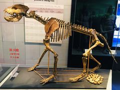 -北京周口店北京人遗址博物馆