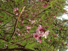 iphone_upload_pic-天鹅湖体育公园