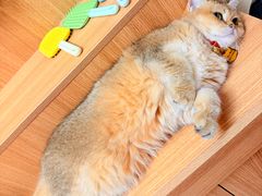 -唐小姐の私宠·宠物洗护美容·撸猫馆·购宠(周浦万达旗舰店)