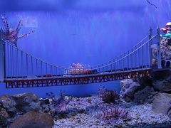 -太平洋海底世界