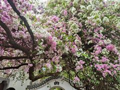 -深圳国际园林花卉博览园