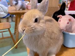 -藦茜花园宠物主题亲子互动体验馆(国顺东路店)