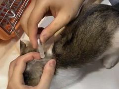 -瑞派动物医院·绝育·犬猫全科·预防医学(光景江南中店)