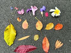 -华南国家植物园-售票处