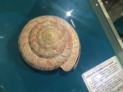 -青岛贝壳博物馆