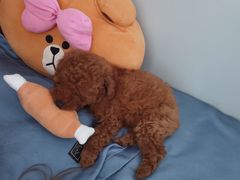 -中环花鸟鱼虫市场