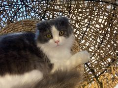 -飞行喵MR PILOT|猫舍·猫咖(静安大融城店)