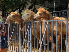 -泉州海丝野生动物世界