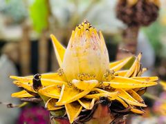 -南通洲际绿博园