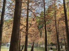 -广州市帽峰山景区