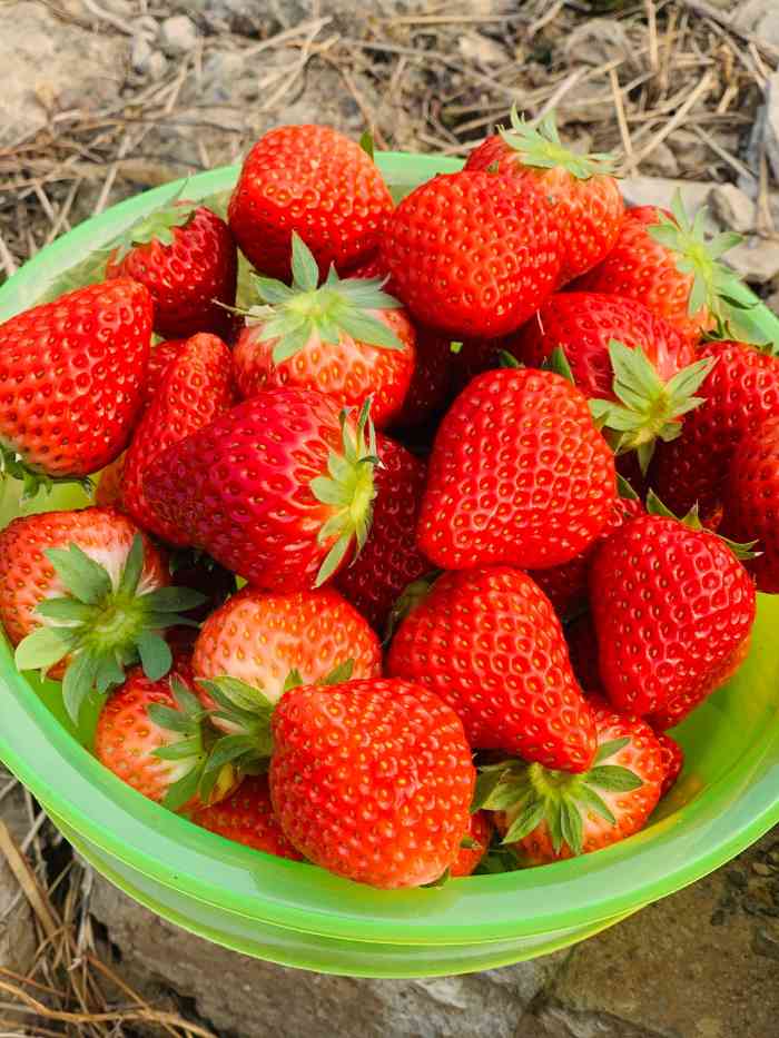 不错不错,昌平兴寿镇的草莓远近闻名,好吃不贵.