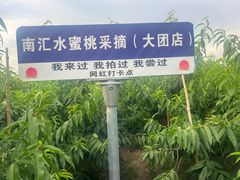 -南汇水蜜桃采摘(大团店)