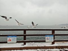 -八大关景区