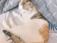 -苏州安宠宠物火化服务有限公司