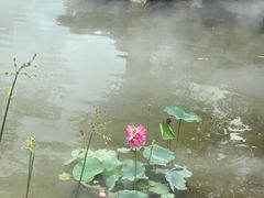 -古琴台