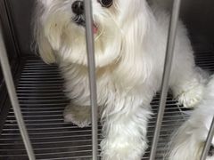-申普宠物医院·眼科·心内科·影像科(普陀分院)