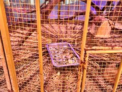 -正佳雨林生态植物园