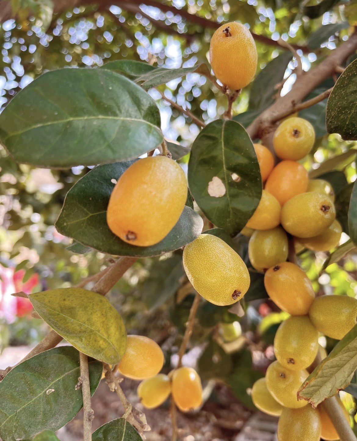 羊奶果黄的红的绿色,凑齐彩虹