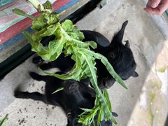 -麻涌飞鸭开心农场