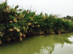 -大湾区中央湿地公园
