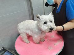 -宠福鑫康馨动物医院·骨科·眼科