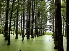 -渌洋湖湿地公园