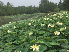 -日照海滨国家森林公园