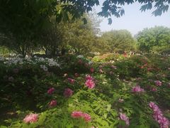 -莲花池公园