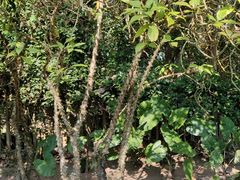 -中国科学院西双版纳热带植物园