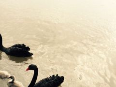 -邢记板栗(铜陵二店)