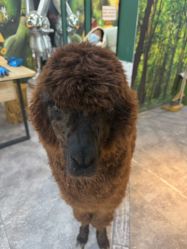-神奇动物撸宠馆·羊驼·小浣熊·异宠(豫园店)