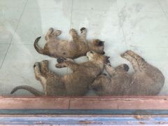 -大连森林动物园