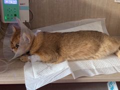 -北京观赏动物医院·24小时大型综合·猫专科·异宠专科