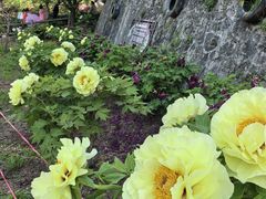 -盛世牡丹苑生态文化旅游区