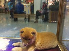 -乐宠宠物店(世纪金源店)