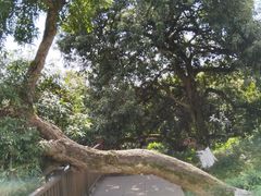 -张坝桂圆林公园