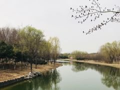 -大兴滨河森林公园