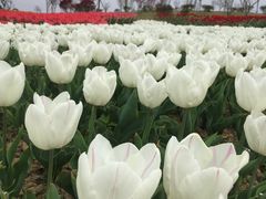 -紫颐香薰山谷景区