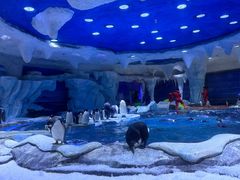 -上海海昌海洋公园