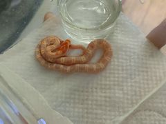 -酷以爬仙阁实体爬宠店·守宫·蜥蜴·专业繁育