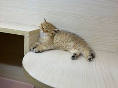 -屋虎猫馆(宝安大仟里店)