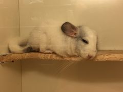 -龙猫仔乐园(惠福东路店)