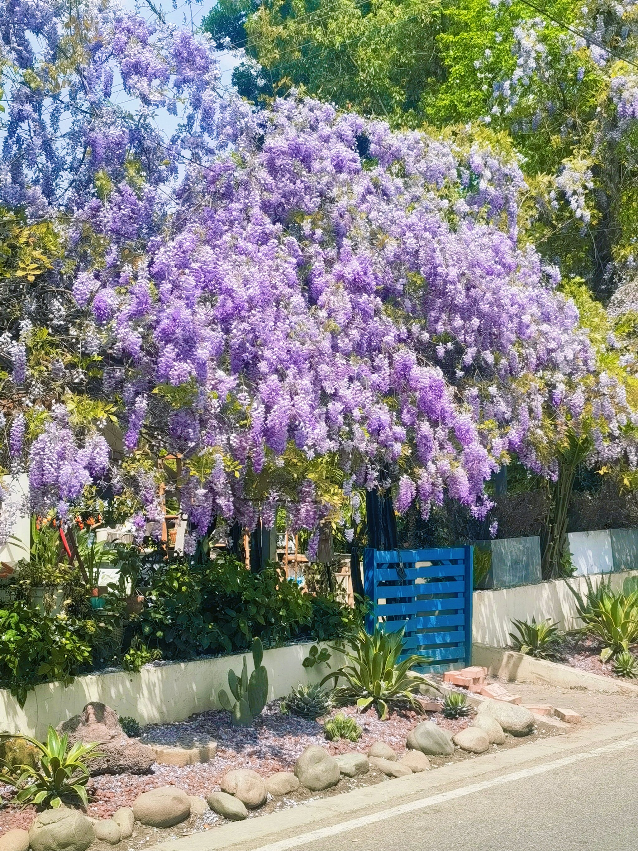 紫藤萝花朵图片