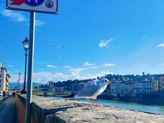 -圣母百花大教堂穹顶